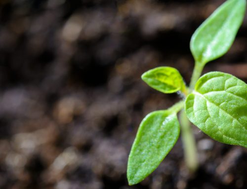 Fungerar trädplantering som klimatkompensation?
